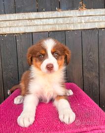 Australian Shepherd
