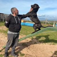 Giacomo, il giovane cane invisibile