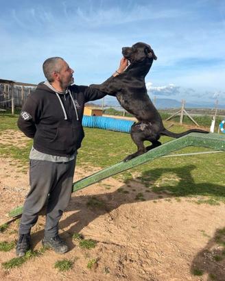 Giacomo, il giovane cane invisibile