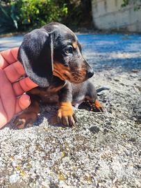 Bassotto Tedesco Cuccioli Arlecchino Silver
