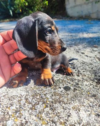 Bassotto Tedesco Cuccioli Arlecchino Silver