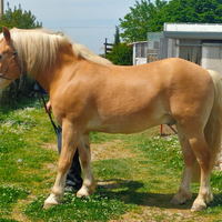 Castrone haflingher cavaliere solo con esperienza