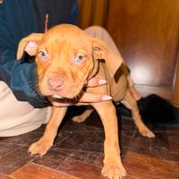 Cuccioli pitbull Ukc rednose con Pedigree