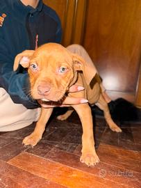 Cuccioli pitbull Ukc rednose con Pedigree