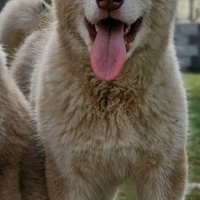 Alaskan malamute