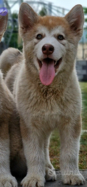 Alaskan malamute