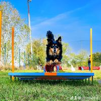 Attrezzatura completa per campo agility dog