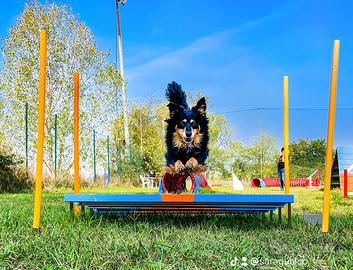 Attrezzatura completa per campo agility dog