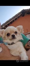Chihuahua pelo lungo m 1 anno 1,7 kg pedigree top