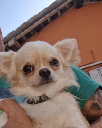 Chihuahua pelo lungo m 1 anno 1,7 kg pedigree top