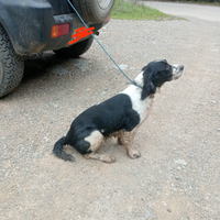 Springer Spaniel femmina