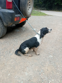 Springer Spaniel femmina