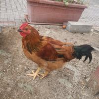 Gallo giovane
