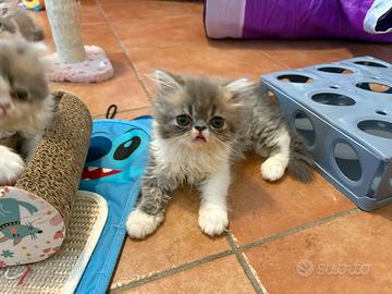 Cuccioli di gatto Persiano testati