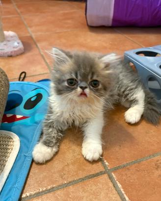 Cuccioli di gatto Persiano testati