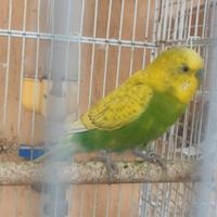 Cocorite meravigliose + 2 voliere