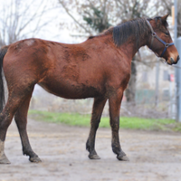 Cavalla puledra sella Italiana / Franches Montagne