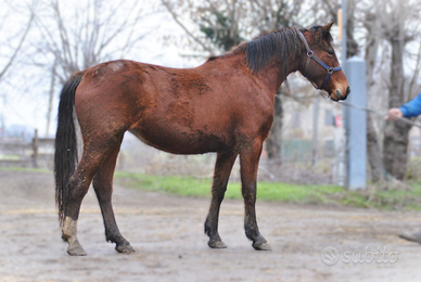 Cavalla puledra sella Italiana / Franches Montagne