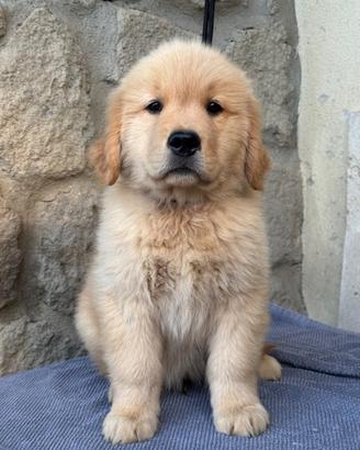 Golden Retriever cuccioli