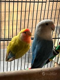 Inseparabili