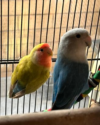 Inseparabili