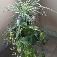 Piante verdi per la tua casa