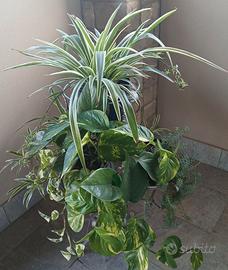 Piante verdi per la tua casa