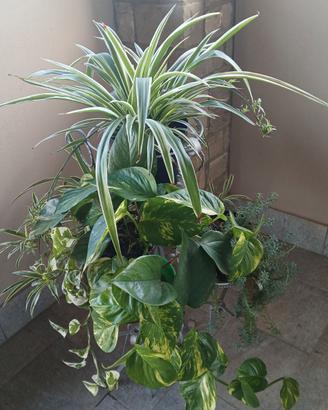 Piante verdi per la tua casa