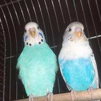 Una coppia di cocorite molto giovani