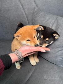 Shiba Inu