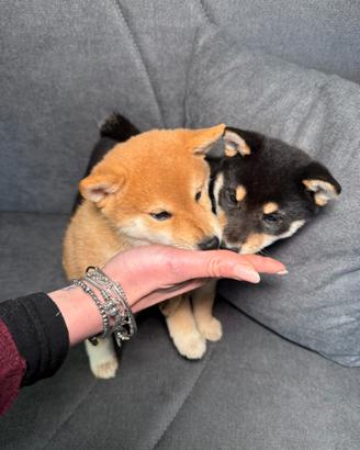Shiba Inu