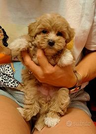 Cuccioli di maltipoo a torino