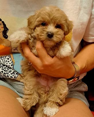 Cuccioli di maltipoo a torino