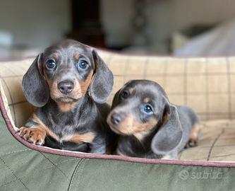 Cuccioli di bassotti blu maschi femmine