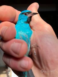 Disponibili maschi di Blue Dacnis - Dacnis Cayana