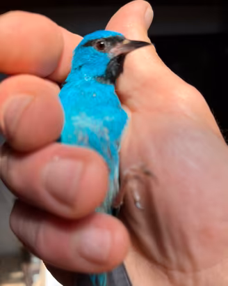 Disponibili maschi di Blue Dacnis - Dacnis Cayana