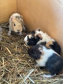 Cuccioli Porcellini d'india