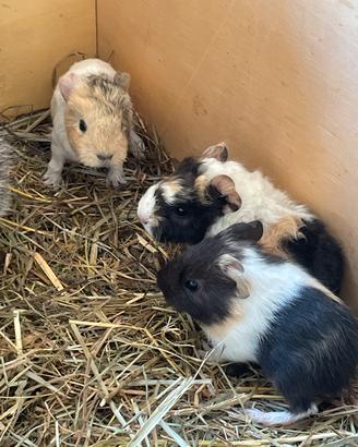 Cuccioli Porcellini d'india