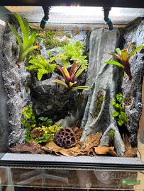 Terrario piante rettili geco rane dendrobates