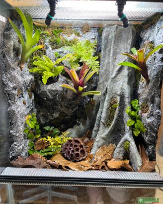 Terrario piante rettili geco rane dendrobates