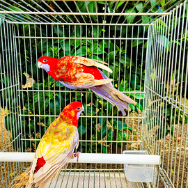 Rosella di pennant coppia pastello