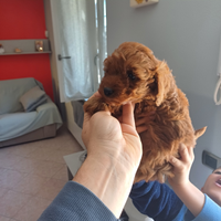 Cuccioli di barboncini
