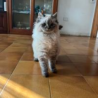 Cucciolo simil siberiano