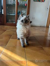 Cucciolo simil siberiano