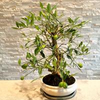 Bonsai limone
