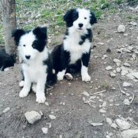 Cuccioli di border collie magnifici e splendidi