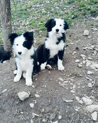 Cuccioli di border collie magnifici e splendidi