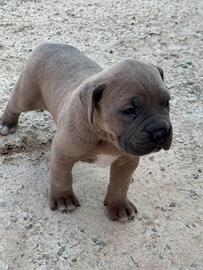 Cuccioli cane corso