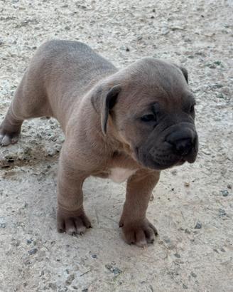 Cuccioli cane corso