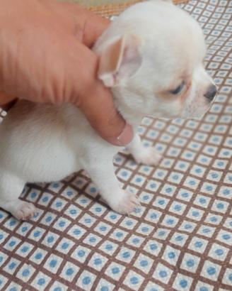 Chihuahua toy